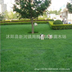 批发庭院绿化草坪 草皮 马尼拉草皮 美好庭院草坪