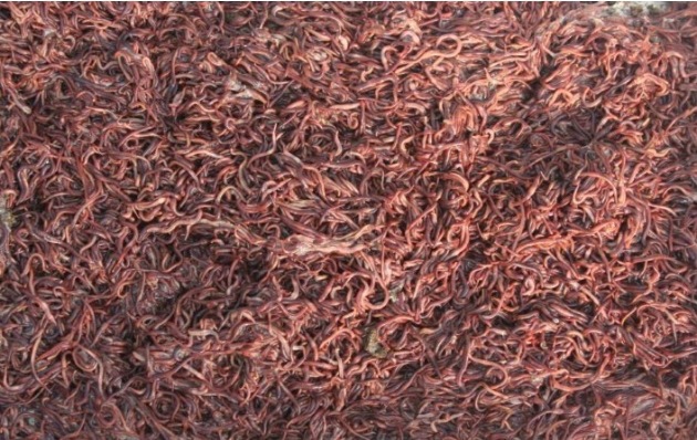 蚯蚓-蚯蚓太平二号多少钱一斤--阿里巴巴采购平