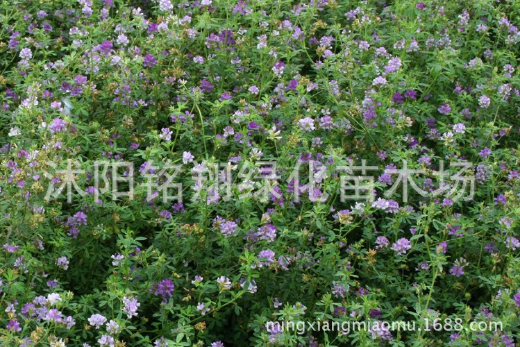 【北方苜蓿草种子 耐寒多年生 南方紫花苜蓿 牧
