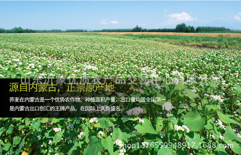 玉米荞麦自发预拌?_05