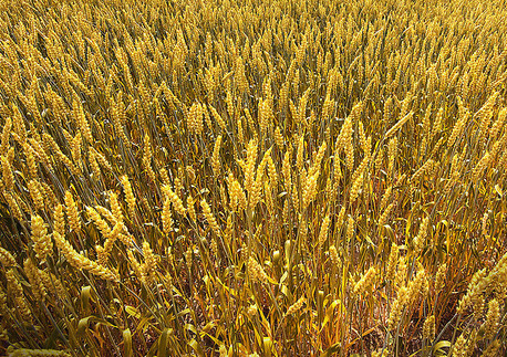 稻麦脱粒机小麦