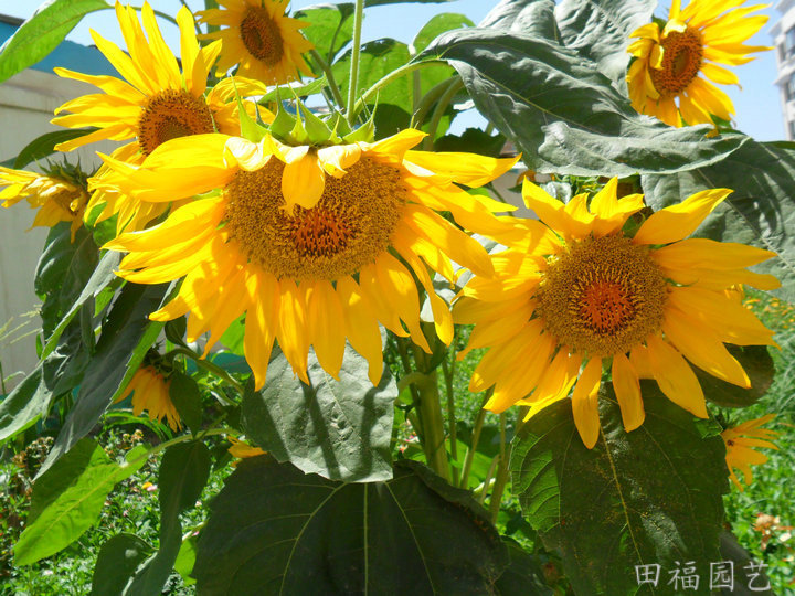 供应观赏葵花种子,花卉种子批发,园林植物,向日葵种子,花卉,花籽