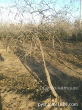 枸杞树_枸杞树价格_优质枸杞树批发\/采购