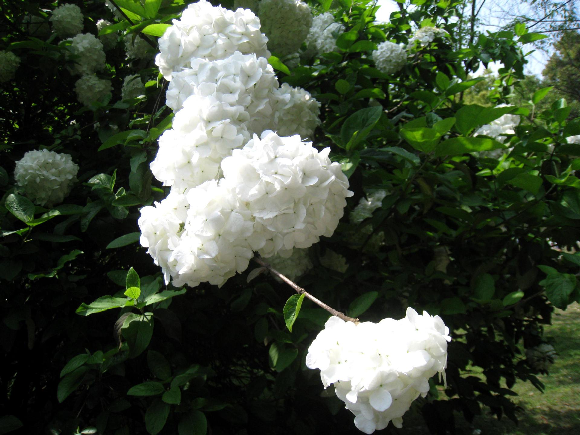 种苗-夏普蓝蓝莓种苗--阿里巴巴采购平台求购产