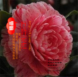 名贵花卉