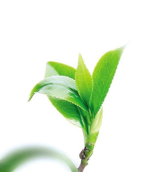 (-)-表没食子儿茶素,高纯度,低价格,供应商,970-