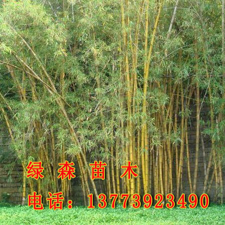 竹类植物-直销批发 金镶玉竹苗 竹子 工程苗 耐