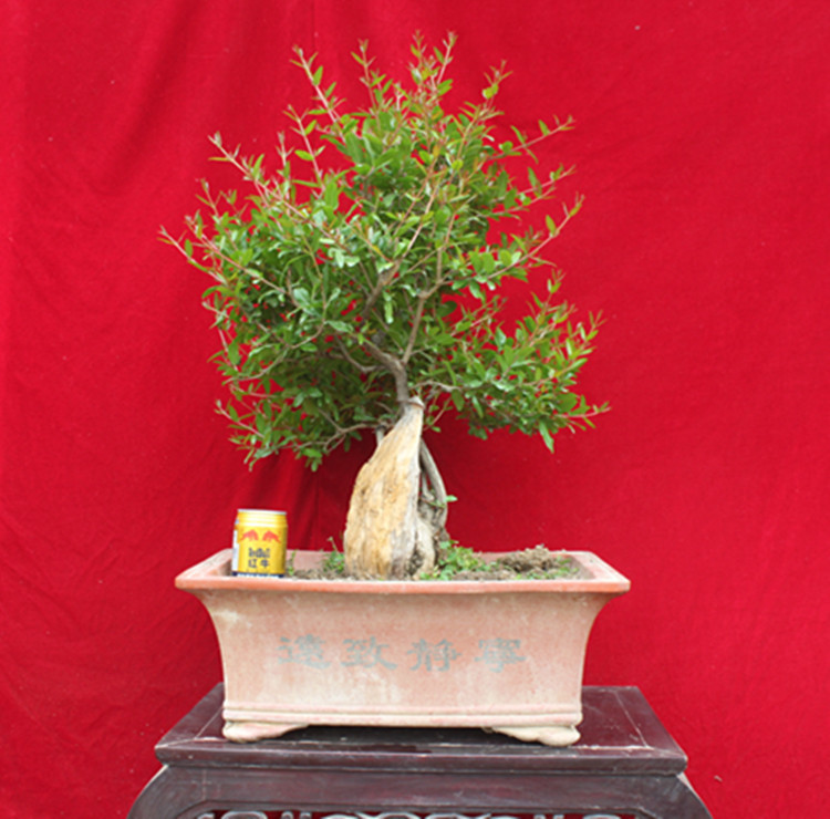 院石榴盆景 品种优良 造型精美 树桩盆栽批发A