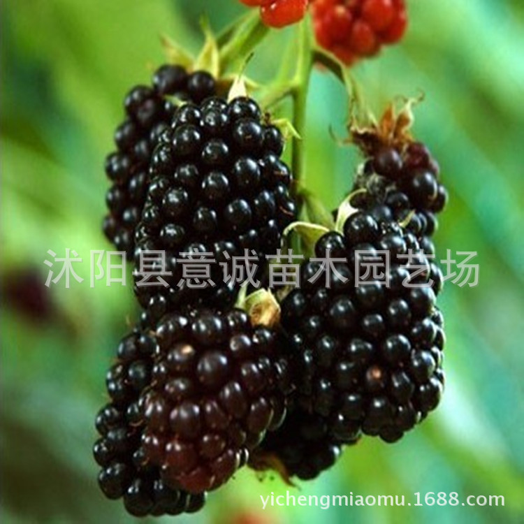 果桑-批发荔枝苗、芒果苗、龙眼苗、莲雾苗、