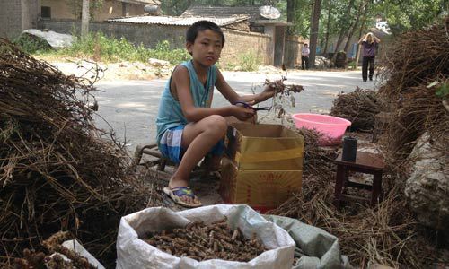 【纯野生夏枯球 原植物中草药材<em>女人草</em>产地直