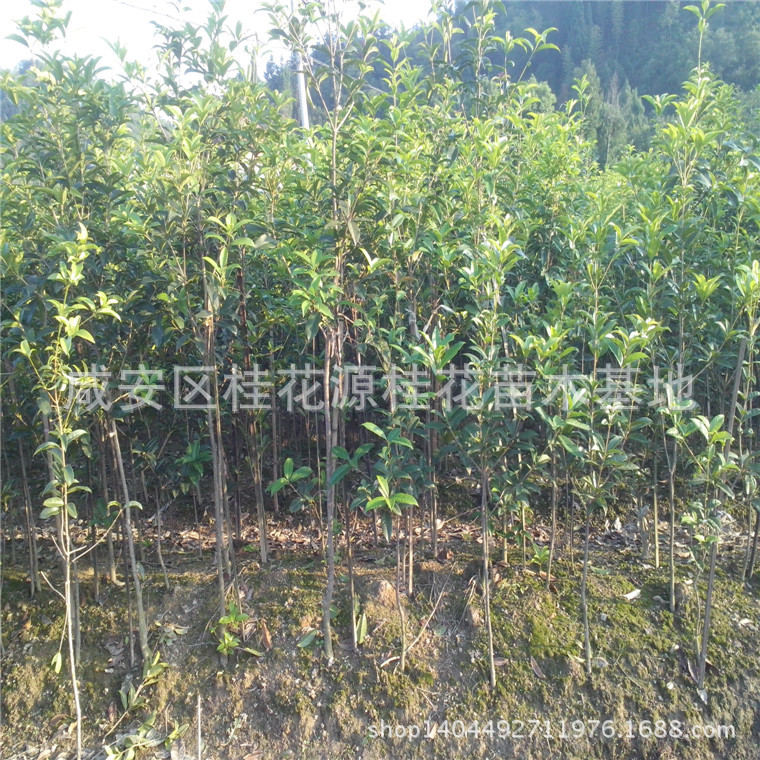 供应红丹桂花树苗,丹桂小苗70-90cm,桂花苗批发,花色优美,包邮