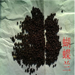 供应地被种子 鸢尾种子蝴蝶兰种子 新种子 提供种植技术 包发芽