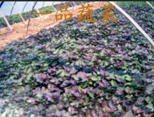 QQ图片20131125183523