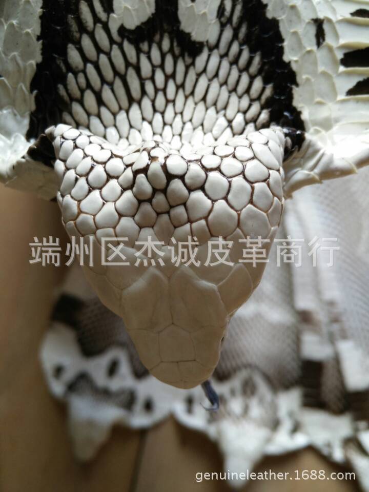 蛇皮图片IMG_5670