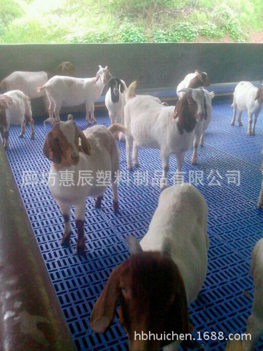 蓝色塑料羊床漏粪板使用效果图