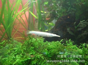 鱼类-上海热带观赏鱼养殖基地大量供应批发 银