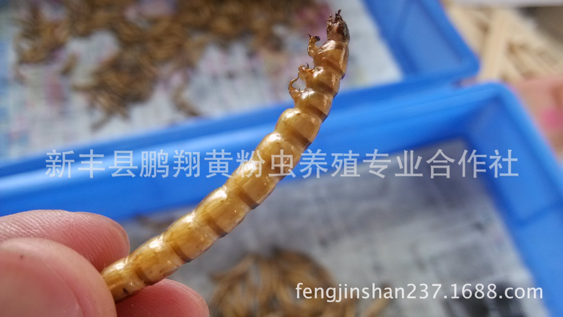 面包虫    " 超级黄粉虫(superworm,tenebrio molitor l),是高蛋白虫