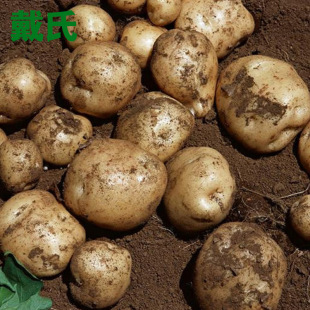 块茎类-小额批发哈尔滨农家土豆 新鲜马铃薯土