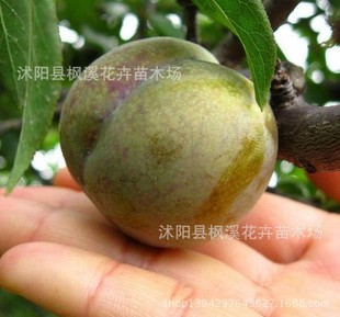 果树-批发盆栽果树苗南方品种李子果树苗三华