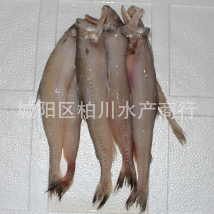 供应优质龙头鱼 鲜活海鲜水产品批发