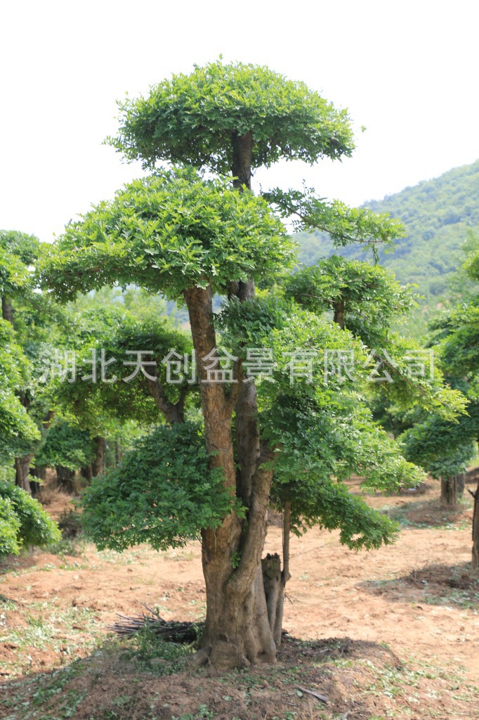 对节白蜡盆景生桩|湖北对节白蜡下山桩一手货源