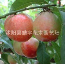 北京油桃_北京油桃批发_北京油桃供应