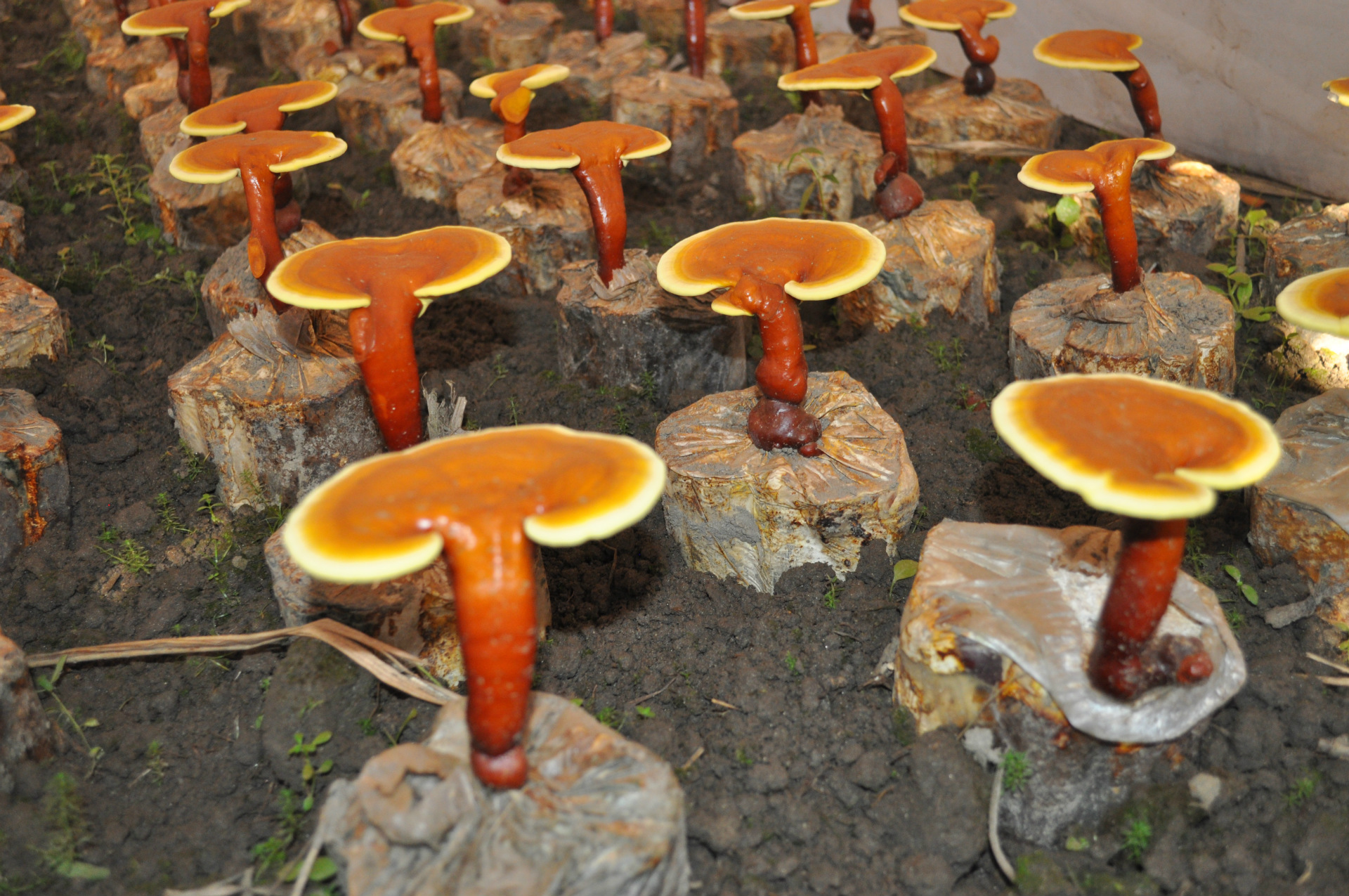 原料药-批发销售大别山基地优质椴木破壁灵芝