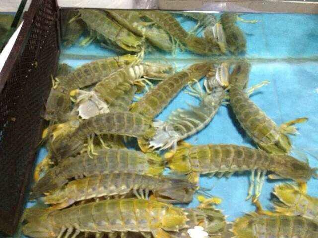 濑尿虾-泰国濑尿虾--阿里巴巴采购平台求购产品详情