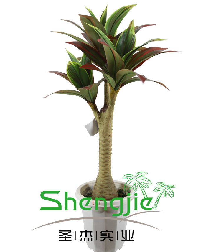 0122 菠萝红铁 34叶90CM