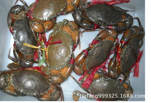 大量供应缅甸黑蟹,孟加拉铁蟹,南非青蟹