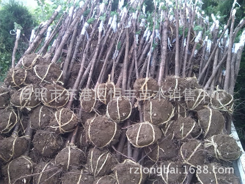 高接地龙 高杆地龙