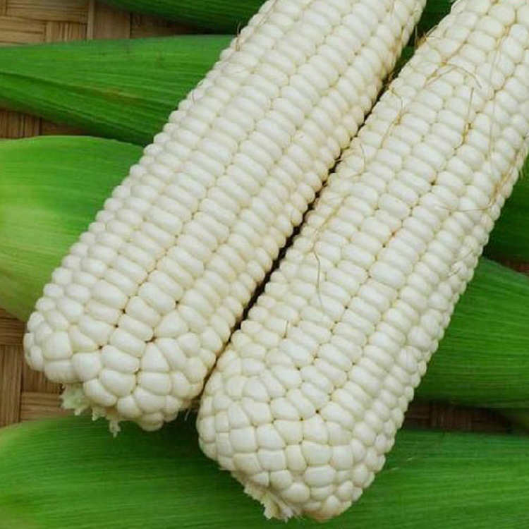 批发彩包身材种子 白色玉米 银糯玉米种子(约1