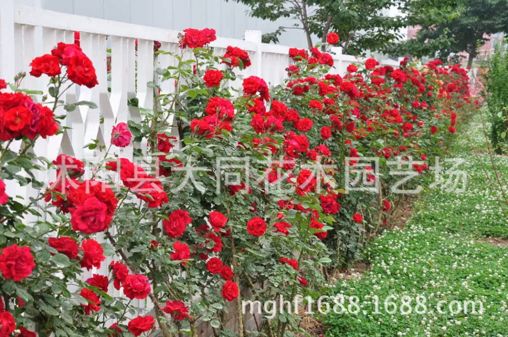 月季蔷薇类植物-藤本月季 攀援花卉 小桃红 盆