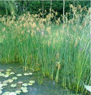 野生水生花卉 水葱 全国可栽培 浅水植物 池塘 鱼塘水景工程用苗