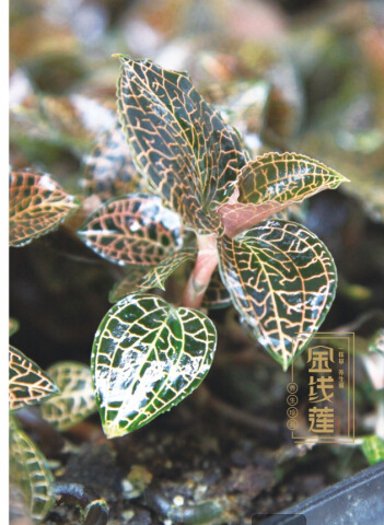 福建原形态熊猫珍稀系列产品特级金线莲