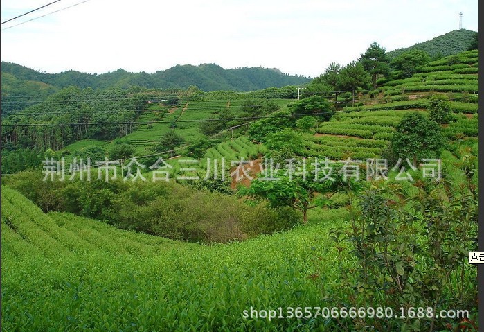 茶园图片2