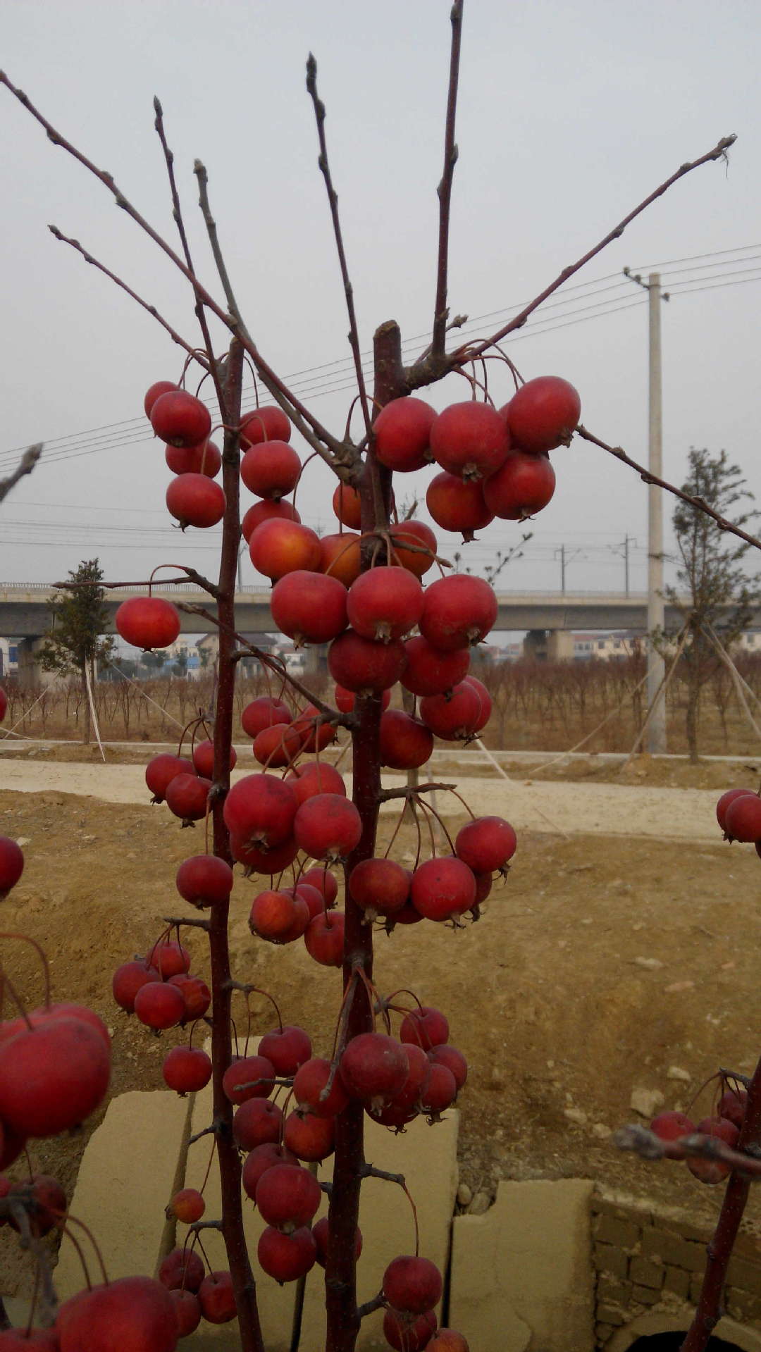 批发采购盆景-树桩树木盆景 果树盆景批发 苹果