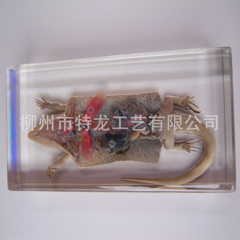 1203 蜥蜴解剖包埋标本