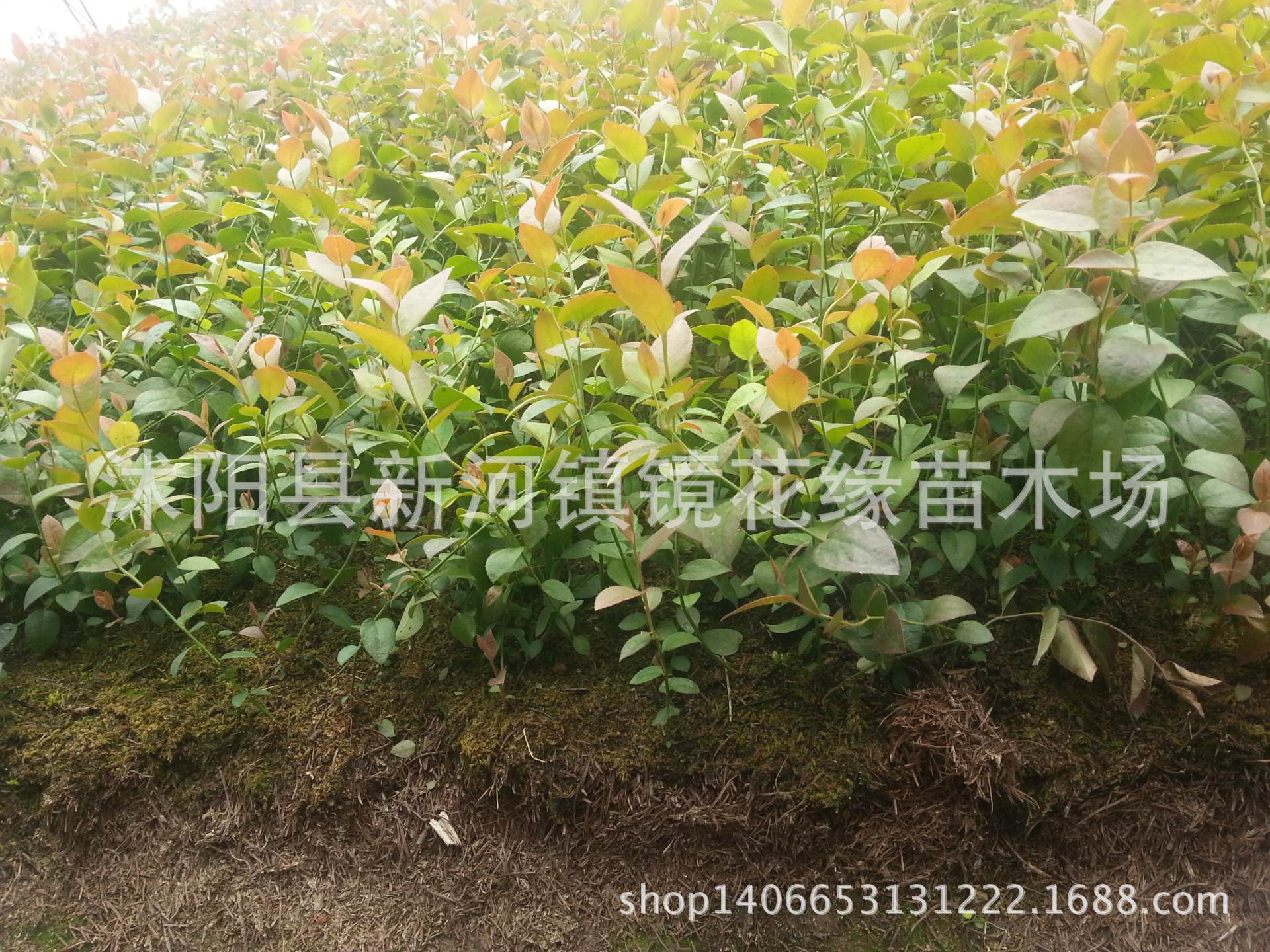 果树-蓝莓树苗 盆栽优质蓝莓苗 南方果树苗 带