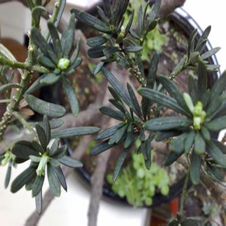 高档红芽珍珠贵妃罗汉松盆栽 批发树桩素材树小苗罗汉松造型盆景