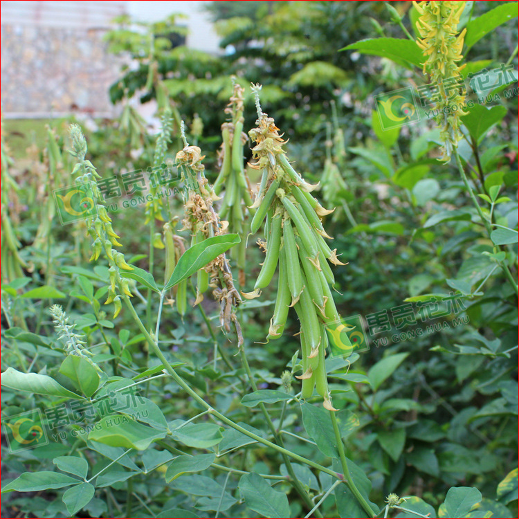 批发猪屎豆种子 又名太阳麻 耐贫瘠又耐旱 图片