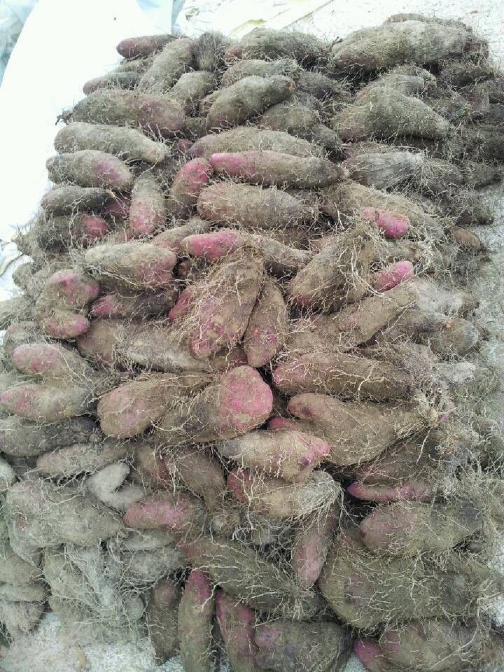 2015年较好的种植物项目紫山药,紫土豆商品,种子优惠供应