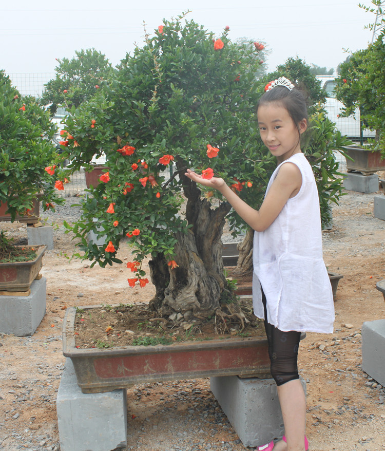 【红花有果 老树桩石榴盆景 艺术大师作品 精品
