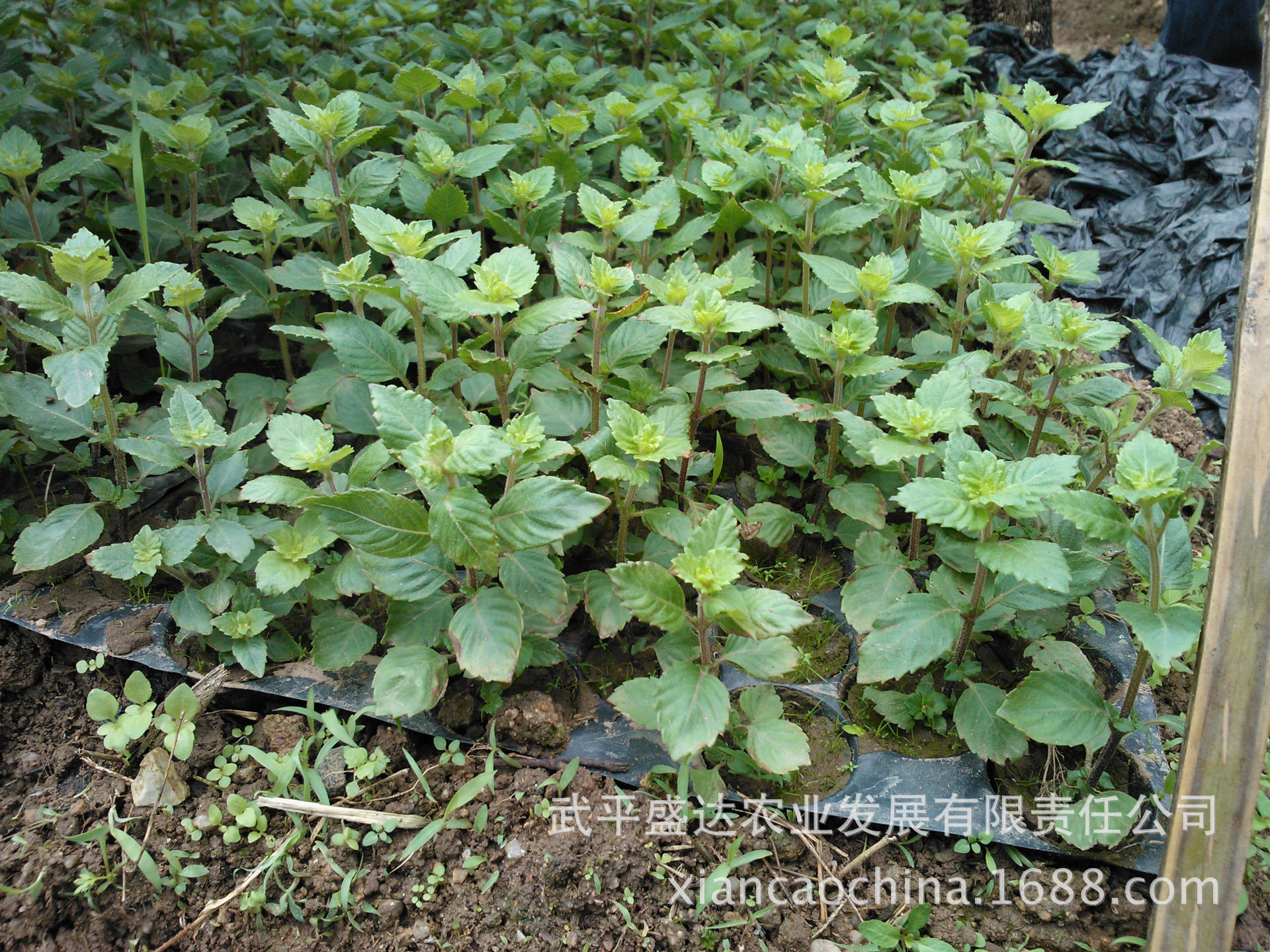 武平仙草苗 凉粉草苗 品种闽选仙草1号 脱毒 基地直供