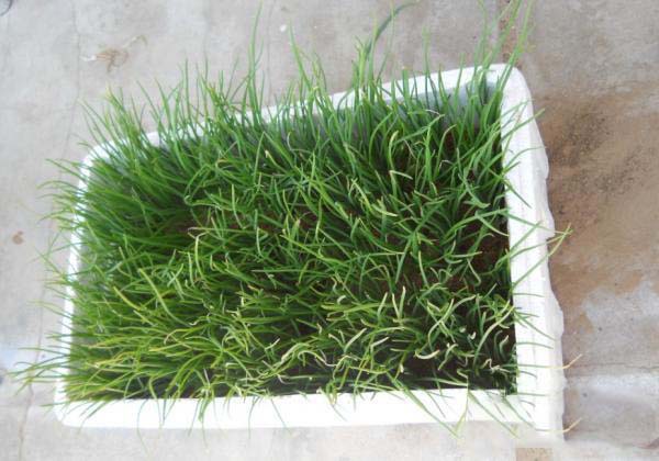 阳台种植四季小葱+-+阿里巴巴商友圈