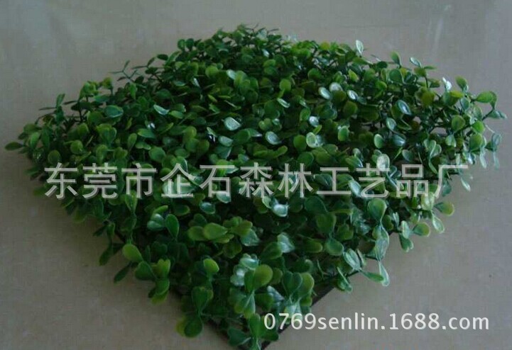 米兰草1
