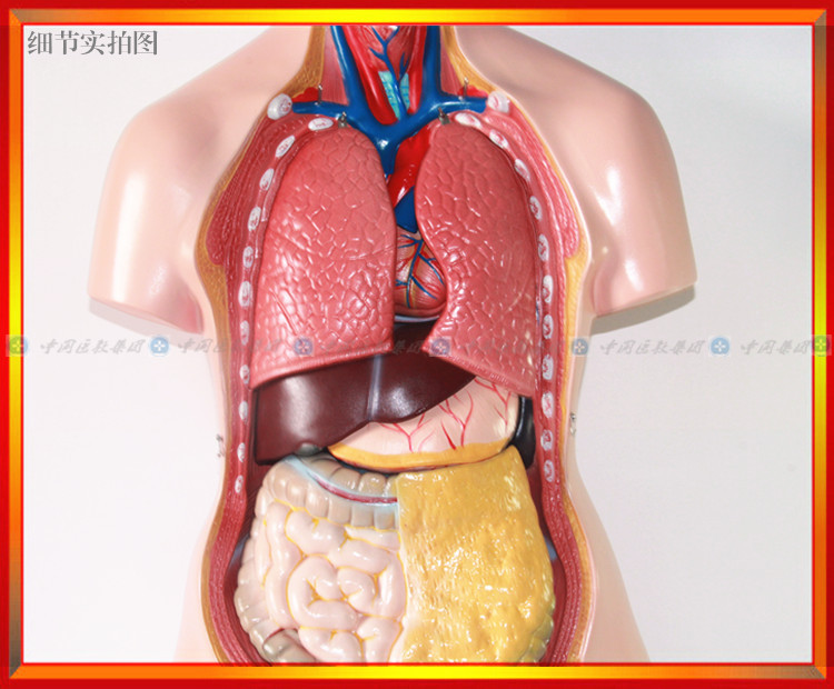 厂家直销 三性人体躯干模型(85cm/21件) 人体内脏器官模型 津堰