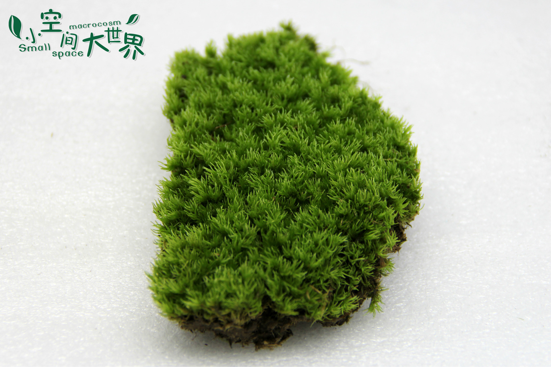 微景观生态瓶专用 微景观苔藓 小白发苔藓 白发藓 13*10cm 活苔藓