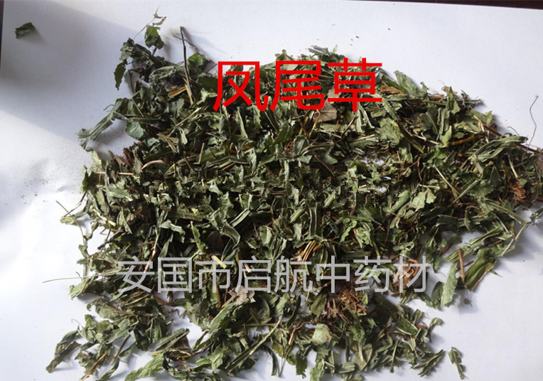 批发 供应 中药材 冷背药材 凤尾草 五指草 治疗痢疾,肠炎