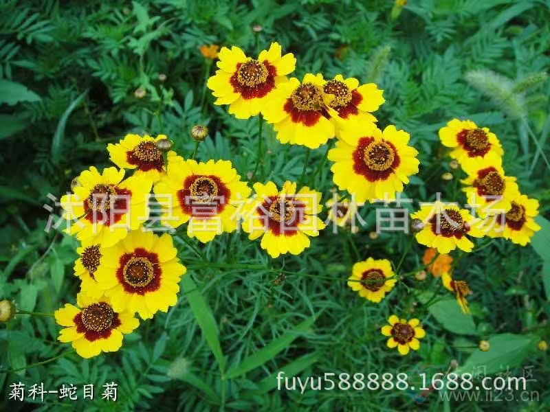 蛇目菊7